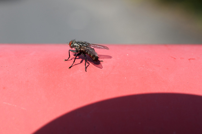 nikon 40mm macro review